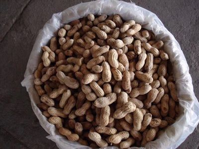 速冻花生 从山东有路食品看冻品农副产品的加工与市场前景